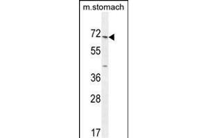 ESCO2 Antibody (Center) (ABIN654674 and ABIN2844369) western blot analysis in mouse stomach tissue lysates (35 μg/lane). (ESCO2 antibody  (AA 132-161))