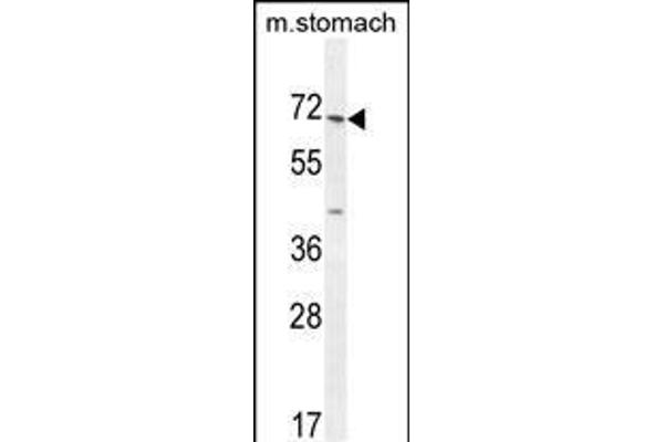 ESCO2 anticorps  (AA 132-161)