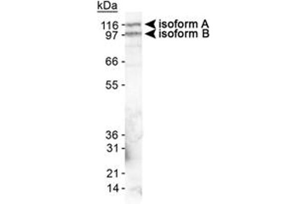 EPB41L3 antibody  (AA 400-500)