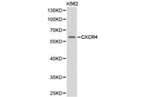 Western Blotting (WB) image for anti-Chemokine (C-X-C Motif) Receptor 4 (CXCR4) antibody (ABIN1872140) (CXCR4 antibody)