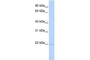 WB Suggested Anti-RER1 Antibody Titration:  0. (RER1 antibody  (Middle Region))