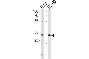 Western Blotting (WB) image for anti-Transcription Factor AP-4 (Activating Enhancer Binding Protein 4) (TFAP4) antibody (ABIN2996468) (TFAP4 antibody)