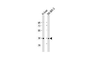 All lanes : Anti-AKR7A3 Antibody (Center) at 1:2000 dilution Lane 1: human liver lysate Lane 2: SK-BR-3 whole cell lysate Lysates/proteins at 20 μg per lane. (AKR7A3 antibody  (AA 187-217))