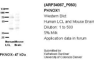 Image no. 2 for anti-PBX/knotted 1 Homeobox 1 (PKNOX1) (Middle Region) antibody (ABIN2778247) (PKNOX1 antibody  (Middle Region))