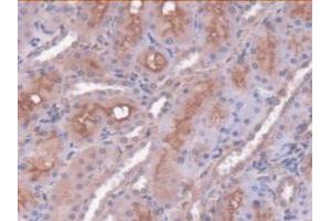 IHC-P analysis of Rat Kidney Tissue, with DAB staining. (SERPINC1 antibody  (AA 33-465))