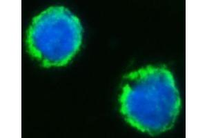 IF analysis of MFF using anti-MFF antibody (ABIN7599292). (MFF antibody  (AA 1-342))