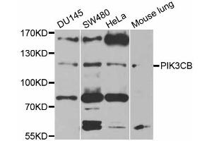 Western blot analysis of extracts of various cell lines, using PIK3CB antibody (ABIN5970370) at 1/1000 dilution. (PIK3CB antibody)