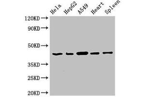 Western Blot Positive WB detected in: Hela whole cell lysate, HepG2 whole cell lysate, A549 whole cell lysate, Rat heart tissue, Rat spleen tissue All lanes: EIF3M antibody at 2. (Eukaryotic Translation Initiation Factor 3, Subunit M (EIF3M) (AA 2-374) antibody)