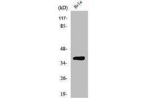 Western Blot analysis of MCF7 cells using ERdj3 Polyclonal Antibody (DNAJB11 antibody  (Internal Region))