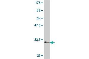 Western Blot detection against Immunogen (32.