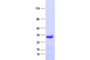 Validation with Western Blot (RFP Protein (His tag))