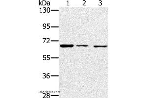 Western blot analysis of A172, hela and hepg2 cell, using IGF2BP3 Polyclonal Antibody at dilution of 1:200 (IGF2BP3 antibody)