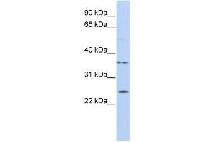 Western Blotting (WB) image for anti-IQ Motif Containing F1 (IQCF1) antibody (ABIN2459603) (IQCF1 antibody)