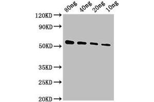 Western Blot Positive WB detected in Recombinant protein All lanes: VP40 antibody at 1:2000 Secondary Goat polyclonal to rabbit IgG at 1/50000 dilution Predicted band size: 51 kDa Observed band size: 51 kDa (VP4 (AA 1-326) antibody)