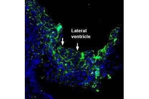 Expression of PMCA3 in rat choroid plexus - Immunohistochemical staining of perfusion-fixed frozen rat brain sections with Anti-PMCA3 Antibody (ABIN7042957, ABIN7044144 and ABIN7044145), (1:200), followed by goat-anti-rabbit-AlexaFluor-488. (ATP2B3 antibody  (Intracellular))