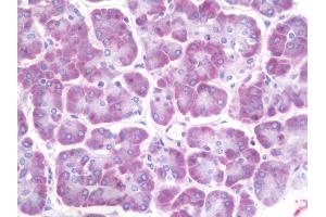 Anti-Ceramide Kinase / CERK antibody IHC staining of human pancreas. (CERK antibody  (AA 487-516))