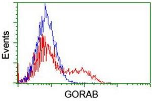 GORAB 抗体  (AA 35-394)