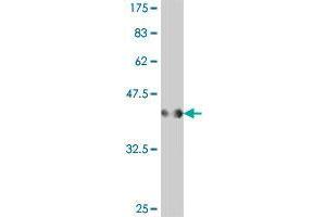 Western Blot detection against Immunogen (38. (PDZD8 antibody  (AA 949-1058))