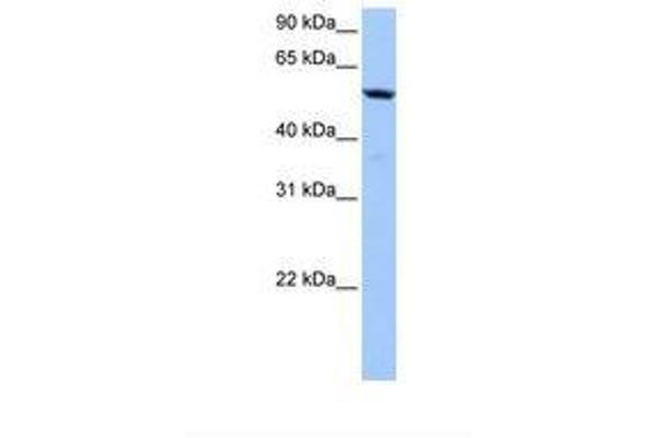 C18orf54 antibody  (AA 228-277)