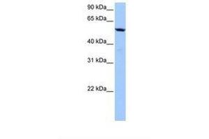 Image no. 1 for anti-Chromosome 18 Open Reading Frame 54 (C18orf54) (AA 228-277) antibody (ABIN6739391) (C18orf54 antibody  (AA 228-277))