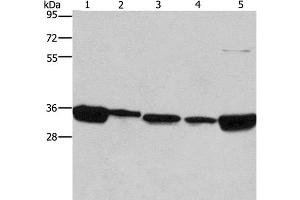 Western Blot analysis of 293T, A431, NIH/3T3, hela and hepG2 cell using ELAVL1 Polyclonal Antibody at dilution of 1:667 (ELAVL1 antibody)