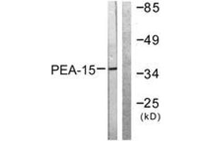 Western blot analysis of extracts from Jurkat cells, treated with PMA 125ng/ml 30', using PEA-15 (Ab-116) Antibody.