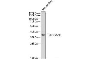 Western blot analysis of extracts of Mouse liver using SLC25A20 Polyclonal Antibody at dilution of 1:1000. (SLC25A20 antibody)