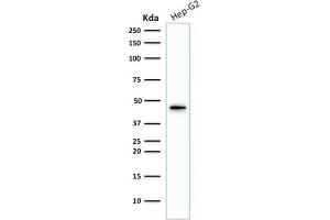Western Blot Analysis of Hep-G2 cell lysate using Cytokeratin 19 Rabbit Recombinant Monoclonal Antibody (KRT19/1959R). (Recombinant Cytokeratin 19 antibody)