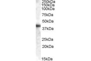 ABIN238623 (0. (GOT1 antibody  (AA 157-167))