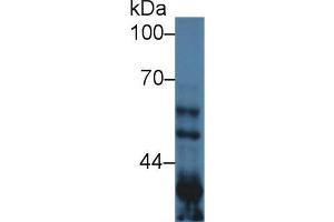 Western Blot; Sample: Mouse Lung lysate; Primary Ab: 1µg/ml Rabbit Anti-Mouse GSK3a Antibody Second Ab: 0. (GSK3 alpha antibody  (AA 122-406))