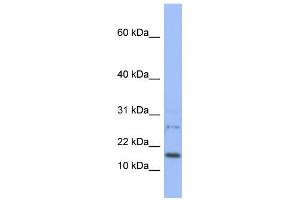 WB Suggested Anti-EDF1 Antibody Titration:  0. (EDF1 antibody  (N-Term))