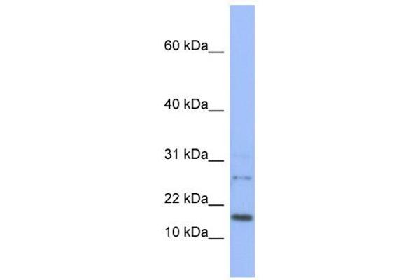 EDF1 antibody  (N-Term)