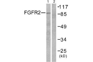 Western Blotting (WB) image for anti-Fibroblast Growth Factor Receptor 2 (FGFR2) (Internal Region) antibody (ABIN1848541) (FGFR2 antibody  (Internal Region))