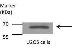WB Image Sample(30 μg of whole cell lysate) A:HeLaS3 B:Hep G2, 7. (SHP1 antibody)