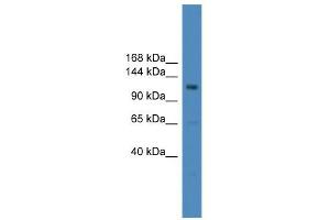 WB Suggested Anti-USP38 Antibody Titration: 0.