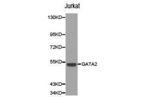 Western Blotting (WB) image for anti-GATA Binding Protein 2 (GATA2) antibody (ABIN1872782) (GATA2 antibody)