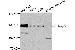Western blot analysis of extracts of various cell lines, using Cntnap3 Antibody (ABIN5974876) at 1/1000 dilution.