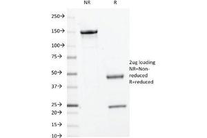 SDS-PAGE Analysis of Purified, BSA-Free c-Myc Antibody (clone 9E10. (c-MYC antibody)