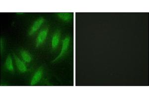 Immunofluorescence analysis of HeLa cells, using HES7 antibody.