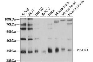 Western blot analysis of extracts of various cell lines, using PLSCR3 antibody (ABIN6132499, ABIN6145798, ABIN6145799 and ABIN6215981) at 1:1000 dilution. (PLSCR3 antibody  (AA 1-295))
