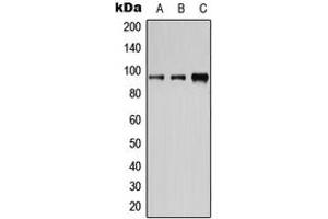 Western blot analysis of CD19 (pY531) expression in HeLa EGF-treated (A), Raw264. (CD19 antibody  (C-Term, pTyr531))