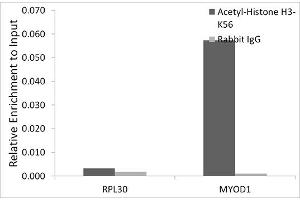 Chromatin immunoprecipitation analysis of extracts of HeLa cells, using Acetyl-Histone H3-K56 antibody (ABIN7267674) and rabbit IgG. (Histone 3 antibody  (H3K56))