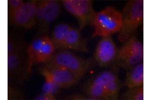 Immunofluorescence staining of methanol-fixed HeLa cells using SYT2 (phospho T202) polyclonal antibody . (SYT2 antibody  (pThr202))