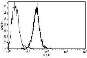 A typical staining pattern with the B-B5 monoclonal antibody of Molt 4 cell line (CD1b antibody)