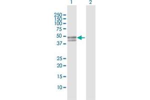 SERPINB7 antibody  (AA 1-380)