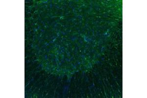 Immunofluorescent staining of mouse spinal cord with HTR3B polyclonal antibody . (Serotonin Receptor 3B antibody  (AA 8-57))