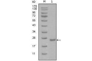 Western blot analysis using Oct4 mouse mAb against recombinant Oct4 protein with Trx tag (1). (OCT4 antibody  (AA 193-360))