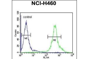 DENND1B Antibody (N-term) (ABIN654339 and ABIN2844110) flow cytometric analysis of NCI- cells (right histogram) compared to a negative control cell (left histogram). (DENND1B antibody  (N-Term))
