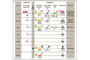 Conjugation pathways for ubiquitin and ubiquitin-like modifiers (UBLs). (DDB2 antibody  (C-Term))