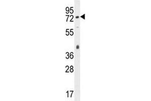 Western Blotting (WB) image for anti-Platelet/endothelial Cell Adhesion Molecule (PECAM1) (AA 508-536) antibody (ABIN3032259)
